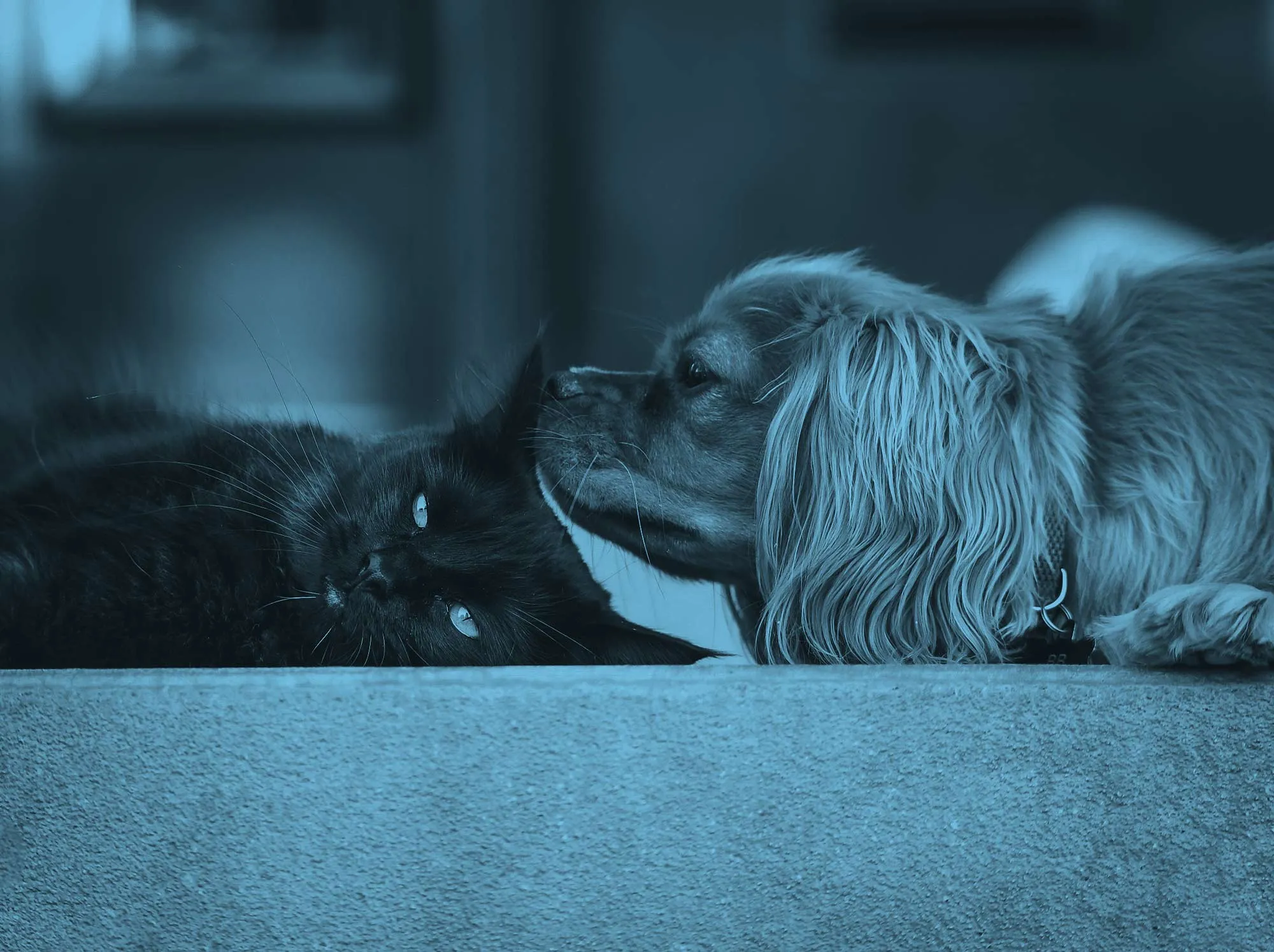 Schwarze Katze und heller Hund liegen einander zugewandt auf dem Boden.